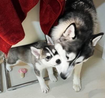 ハスキー子犬が『やりたい放題で育った』結果…兄ハスキーの優しい教育が尊すぎると88万表示「育児疲れしてるｗ」「天使のガブッ」絶賛の声