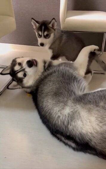 ハスキー子犬が『やりたい放題で育った』結果…兄ハスキーの優しい教育が尊すぎると88万表示「育児疲れしてるｗ」「天使のガブッ」絶賛の声