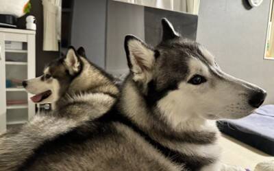 ハスキー子犬が『やりたい放題で育った』結果…兄ハスキーの優しい教育が尊すぎると88万表示「育児疲れしてるｗ」「天使のガブッ」絶賛の声