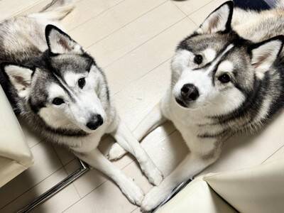 ハスキー子犬が『やりたい放題で育った』結果…兄ハスキーの優しい教育が尊すぎると88万表示「育児疲れしてるｗ」「天使のガブッ」絶賛の声