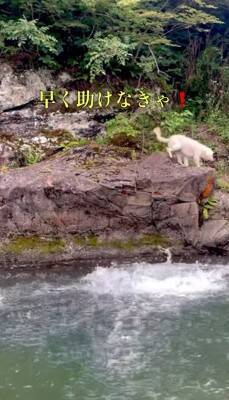 家族が『目の前で川に落ちた』結果、大型犬が…救助を試みる姿と『まさかの展開』が面白いと32万再生「気持ちは伝わる」「期待したのにｗ」