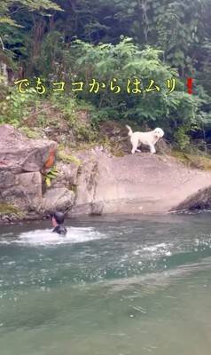 家族が『目の前で川に落ちた』結果、大型犬が…救助を試みる姿と『まさかの展開』が面白いと32万再生「気持ちは伝わる」「期待したのにｗ」