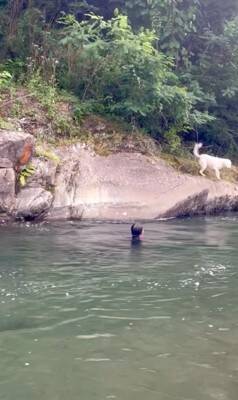 家族が『目の前で川に落ちた』結果、大型犬が…救助を試みる姿と『まさかの展開』が面白いと32万再生「気持ちは伝わる」「期待したのにｗ」