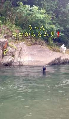 家族が『目の前で川に落ちた』結果、大型犬が…救助を試みる姿と『まさかの展開』が面白いと32万再生「気持ちは伝わる」「期待したのにｗ」