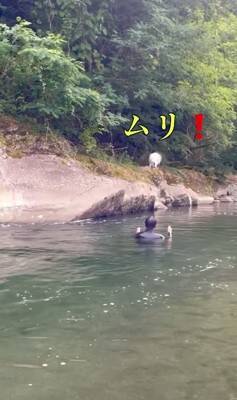家族が『目の前で川に落ちた』結果、大型犬が…救助を試みる姿と『まさかの展開』が面白いと32万再生「気持ちは伝わる」「期待したのにｗ」