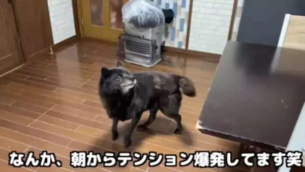赤ちゃんと初対面した犬→子育てがした過ぎて…飼い主に見せた『まさかの交渉』が愛おしすぎると27万再生「泣いた」「なんて家族愛」と感動
