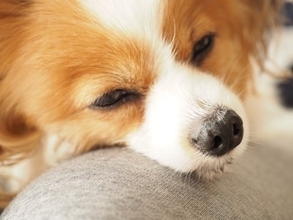 犬が『安眠できていない』ときにみせるサイン５選　愛犬からの訴えを見逃さないで　病院に受診すべき症状まで