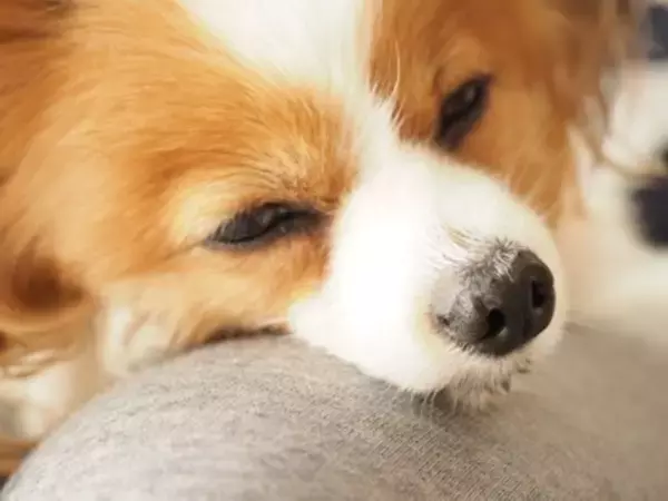 犬が『安眠できていない』ときにみせるサイン５選　愛犬からの訴えを見逃さないで　病院に受診すべき症状まで