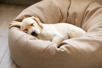 犬が『安眠できていない』ときにみせるサイン５選　愛犬からの訴えを見逃さないで　病院に受診すべき症状まで