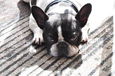 犬が『上目遣い』をしてくるときの心理4つ　姿勢によって異なる意味や適切な対処法も解説