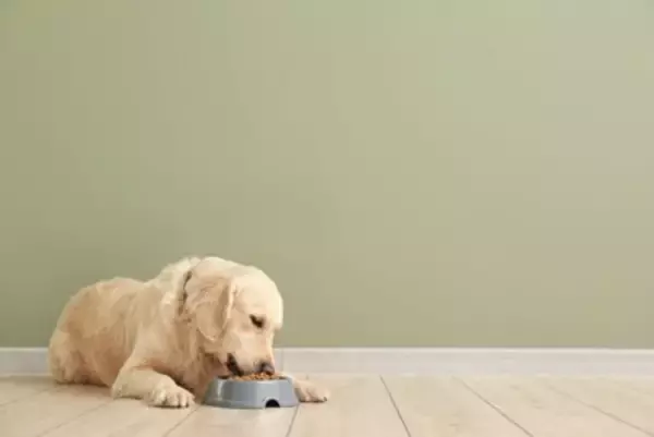 犬が『過食症』になっているサイン４選　ご飯を執拗に欲しがるときにすべき正しい対応まで解説