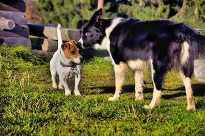 犬が『嫌うもの』ワースト6　飼い主が把握すべき苦手なモノとは？克服に一歩近づく秘訣まで