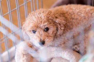 犬が『嫌うもの』ワースト6　飼い主が把握すべき苦手なモノとは？克服に一歩近づく秘訣まで