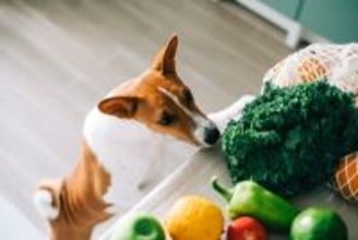 犬に絶対NGな『野菜』５選　与えてはいけない理由や誤食した場合の危険な症状まで