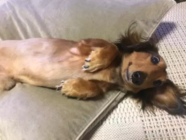 犬が『撫でてほしい』と伝えているサイン5つ　要求してきたときに飼い主がすべき行動とは？