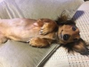 犬が『撫でてほしい』と伝えているサイン5つ　要求してきたときに飼い主がすべき行動とは？