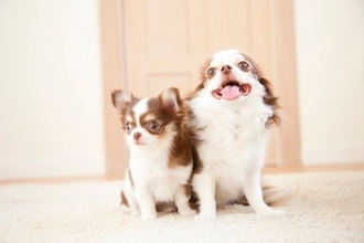 『小型犬がなりやすい病気』５選　日常生活で気をつけたい怪我や対策まで