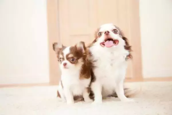 『小型犬がなりやすい病気』５選　日常生活で気をつけたい怪我や対策まで