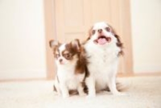 『小型犬がなりやすい病気』５選　日常生活で気をつけたい怪我や対策まで