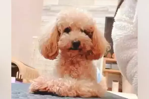 獣医から『外に連れ出さないほうがいい』と言われた繁殖引退犬→1年半、諦めずに育てた結果…別犬級の変化に反響「可能性は無限大」「偉い」