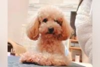 獣医から『外に連れ出さないほうがいい』と言われた繁殖引退犬→1年半、諦めずに育てた結果…別犬級の変化に反響「可能性は無限大」「偉い」