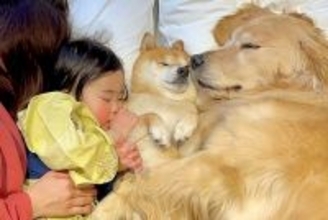 『ねんねするよ』2匹の犬と1歳の女の子が一緒に転がった結果→『あまりにも尊い光景』が22万再生「なんて幸せな家族…」「癒される」と絶賛