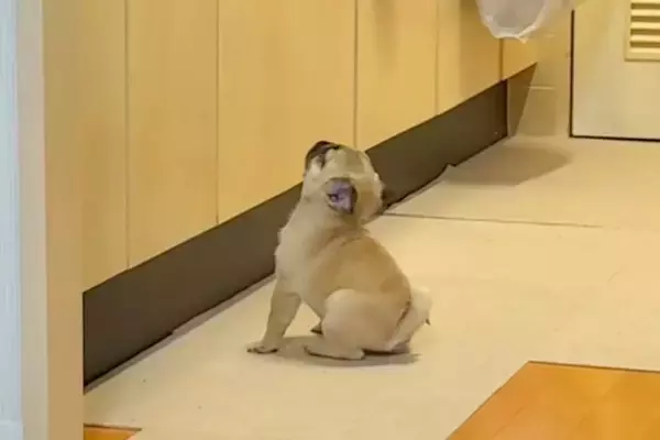 キッチンで『子犬のごはん』をふやかしていたら、気が付いて…とんでもなく尊い『ごはん待ちの様子』が58万再生「待てなさすぎｗ」「たまらん」