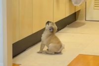 キッチンで『子犬のごはん』をふやかしていたら、気が付いて…とんでもなく尊い『ごはん待ちの様子』が58万再生「待てなさすぎｗ」「たまらん」