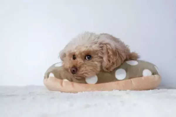 犬は飼い主に嘘をつくことがある？愛犬が隠しごとをしているときにみせる行動まで