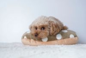 犬は飼い主に嘘をつくことがある？愛犬が隠しごとをしているときにみせる行動まで