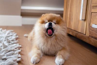 犬は飼い主に嘘をつくことがある？愛犬が隠しごとをしているときにみせる行動まで