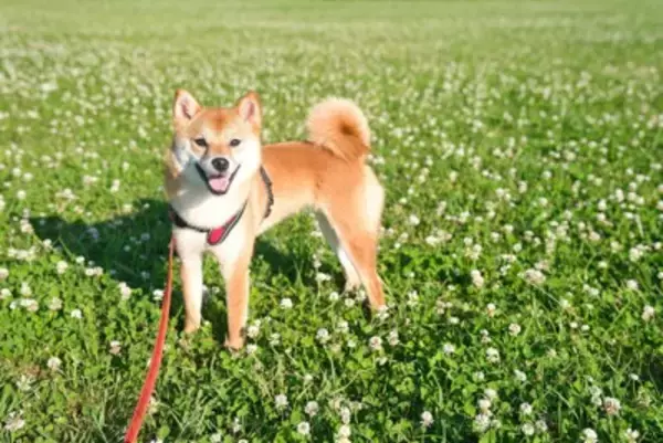 犬が『飼い主と一緒にしたいこと』4つ　愛犬との仲をより深めるにはどうしたらいいの？