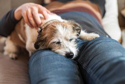 犬が『飼い主と一緒にしたいこと』4つ　愛犬との仲をより深めるにはどうしたらいいの？