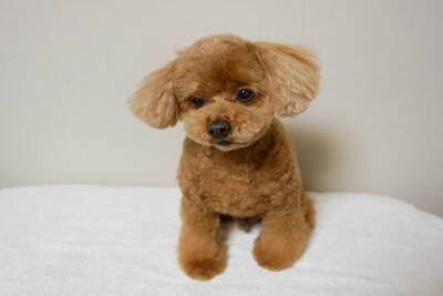 犬が『うつむいてしまう』4つの心理　落ち込んでいるの？主な理由や飼い主がすべきことまで