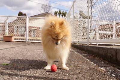 犬が『うつむいてしまう』4つの心理　落ち込んでいるの？主な理由や飼い主がすべきことまで