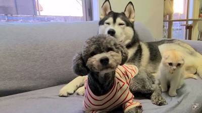 在宅でオンライン会議をしていたら…まさかの『犬と猫の乱入事件』が面白すぎると82万再生「参加したいのかな？ｗ」「わちゃわちゃで草」