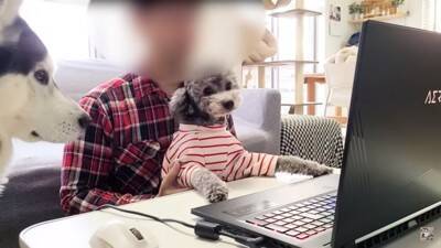 在宅でオンライン会議をしていたら…まさかの『犬と猫の乱入事件』が面白すぎると82万再生「参加したいのかな？ｗ」「わちゃわちゃで草」