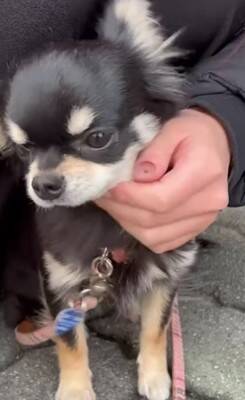 ママの仕事終わり、駅まで犬とお迎えに行った結果…想像を超える『超熱烈歓迎』の様子が40万再生「尻尾やばいｗ」「嬉しさ爆発してる」と絶賛