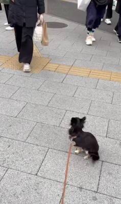 ママの仕事終わり、駅まで犬とお迎えに行った結果…想像を超える『超熱烈歓迎』の様子が40万再生「尻尾やばいｗ」「嬉しさ爆発してる」と絶賛