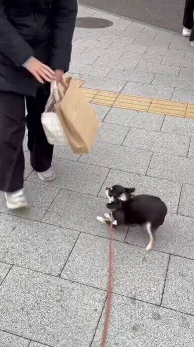 ママの仕事終わり、駅まで犬とお迎えに行った結果…想像を超える『超熱烈歓迎』の様子が40万再生「尻尾やばいｗ」「嬉しさ爆発してる」と絶賛