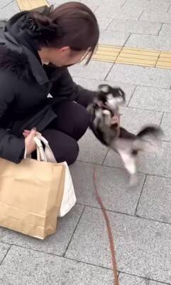 ママの仕事終わり、駅まで犬とお迎えに行った結果…想像を超える『超熱烈歓迎』の様子が40万再生「尻尾やばいｗ」「嬉しさ爆発してる」と絶賛