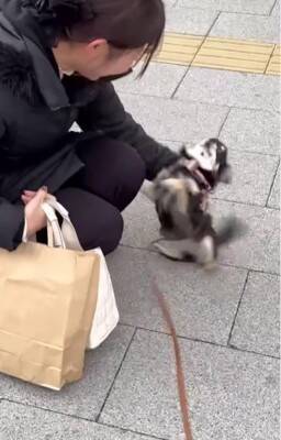 ママの仕事終わり、駅まで犬とお迎えに行った結果…想像を超える『超熱烈歓迎』の様子が40万再生「尻尾やばいｗ」「嬉しさ爆発してる」と絶賛