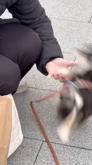 ママの仕事終わり、駅まで犬とお迎えに行った結果…想像を超える『超熱烈歓迎』の様子が40万再生「尻尾やばいｗ」「嬉しさ爆発してる」と絶賛