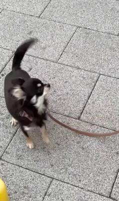 ママの仕事終わり、駅まで犬とお迎えに行った結果…想像を超える『超熱烈歓迎』の様子が40万再生「尻尾やばいｗ」「嬉しさ爆発してる」と絶賛