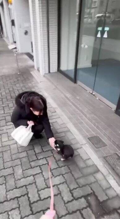 ママの仕事終わり、駅まで犬とお迎えに行った結果…想像を超える『超熱烈歓迎』の様子が40万再生「尻尾やばいｗ」「嬉しさ爆発してる」と絶賛