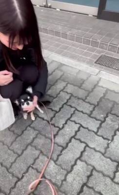 ママの仕事終わり、駅まで犬とお迎えに行った結果…想像を超える『超熱烈歓迎』の様子が40万再生「尻尾やばいｗ」「嬉しさ爆発してる」と絶賛