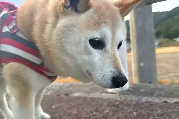 散歩中の犬が『小学生の女の子』に声をかけられた結果→吠えてしまい…子どもとは思えない『まさかの対応』に称賛の声「素敵なお話」「将来有望」