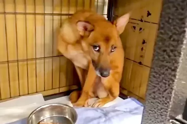『処分が決定していた犬』を保護→怯えてご飯も食べられず、2ヶ月半後…涙が出る『感動の物語』が25万再生「泣けてくる」「今までの分幸せに」