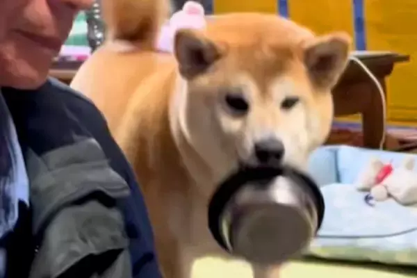 『ご飯のおかわり』を要求する犬→あまりにも雑過ぎる『催促の仕方』が愛おしいと反響「下向くとモコモコで可愛い」「作戦が成就しますようにｗ」