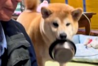 『ご飯のおかわり』を要求する犬→あまりにも雑過ぎる『催促の仕方』が愛おしいと反響「下向くとモコモコで可愛い」「作戦が成就しますようにｗ」